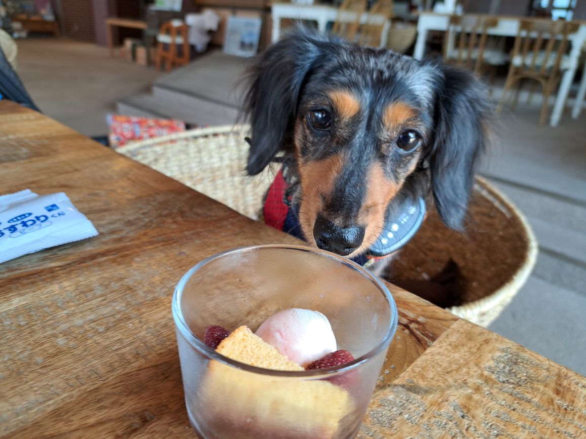 齊藤さんが飼っているリープ（犬）