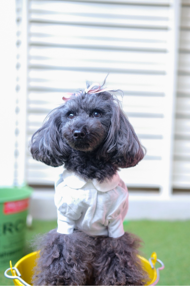 澤本さんが飼っているQuu（犬）