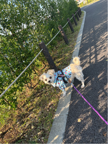 結城さんが飼っているしんのすけ（犬）