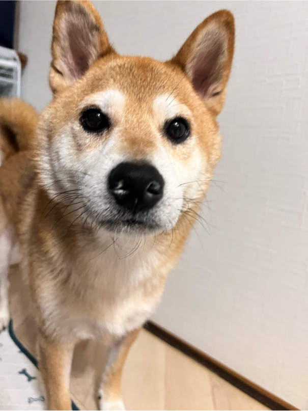 中山さんが飼っているもさ助（犬）