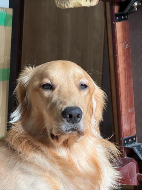 谷さんが飼っているハク（犬）