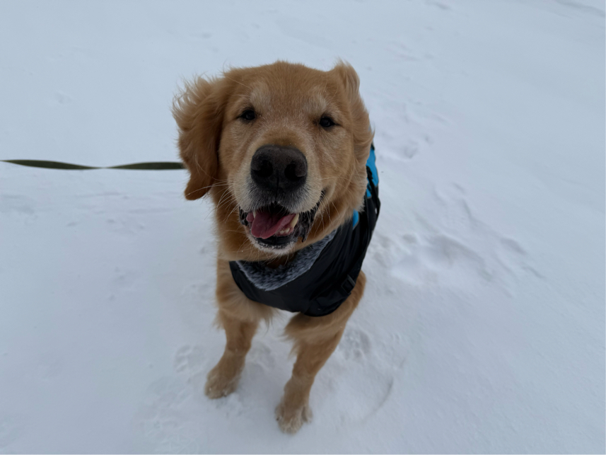 谷さんが飼っているレン（犬）