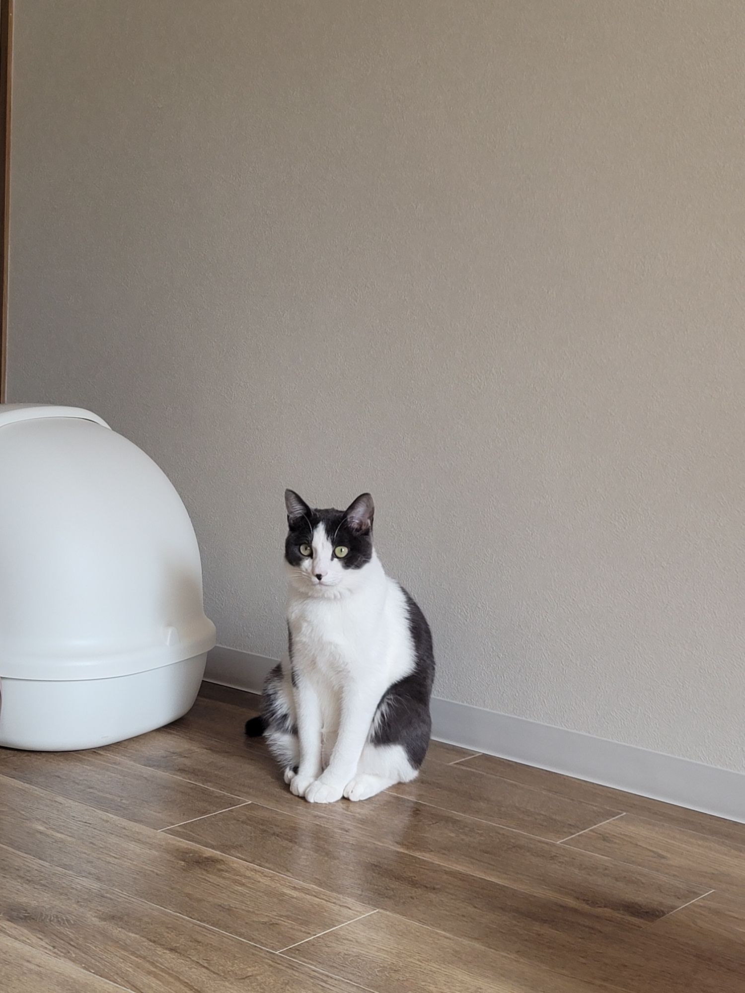 金さんが飼っているピノ（猫）