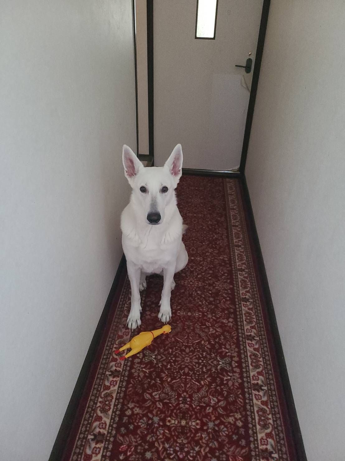 金さんが飼っているケイト（犬）