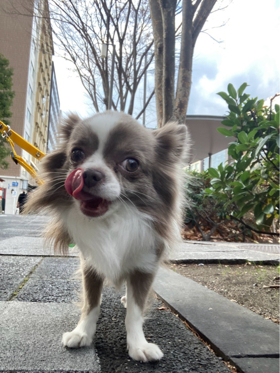 北さんが飼っているルカ（犬）