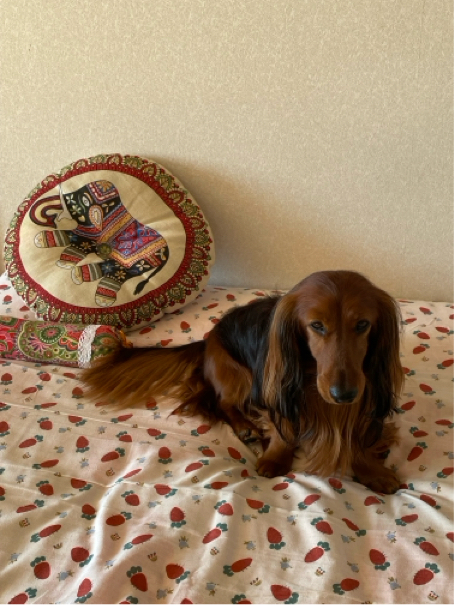 郁さんが飼っているマーフィー（犬）