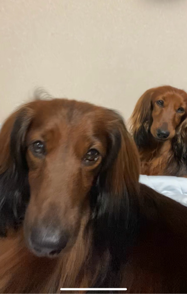郁さんが飼っているエディ&マーフィー（犬）