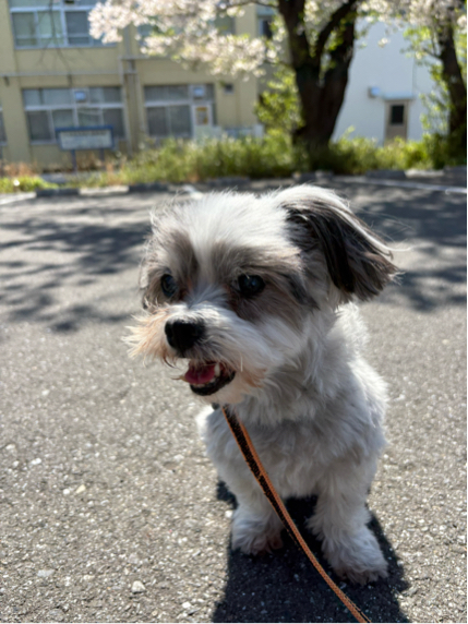 榎本さんが飼っているパン（犬）