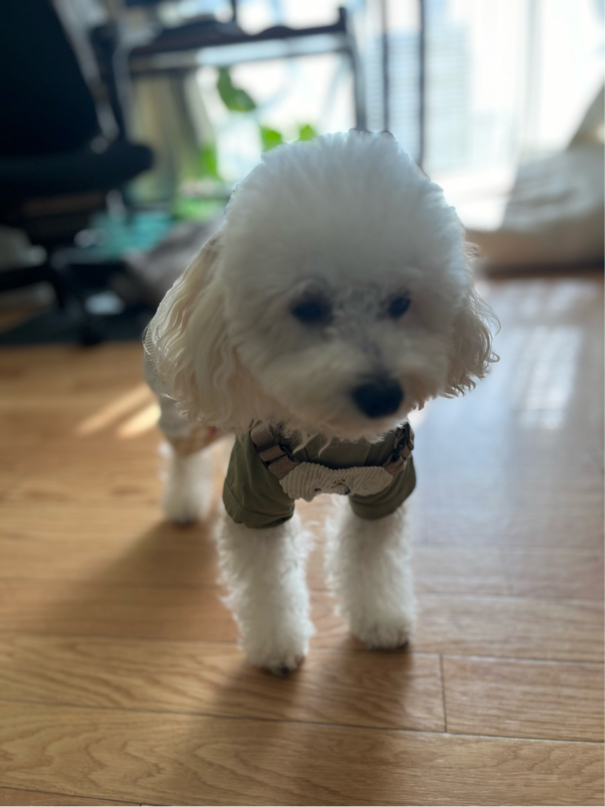坂津さんが飼っているポコ（犬）