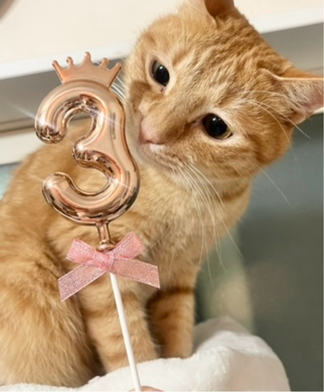 山口さんが飼っているるる（猫）