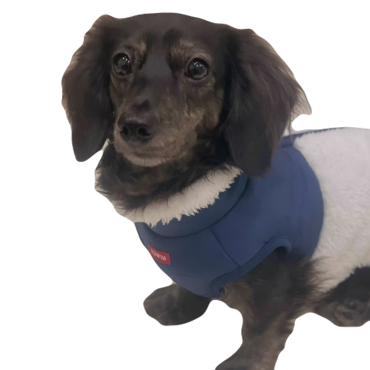 末吉さんが飼っているじろう（犬）