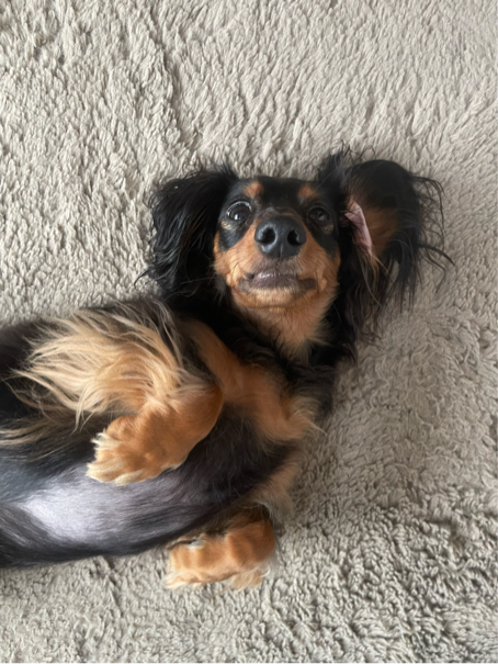 末吉さんが飼っているこてつ（犬）