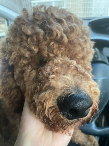 末吉さんが飼っているアントニオ（犬）