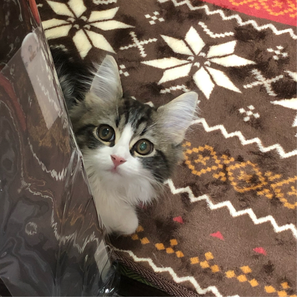 沢畑さんが飼っているそら（猫）