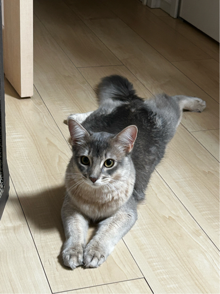 湯野さんが飼っているシンバ（猫）