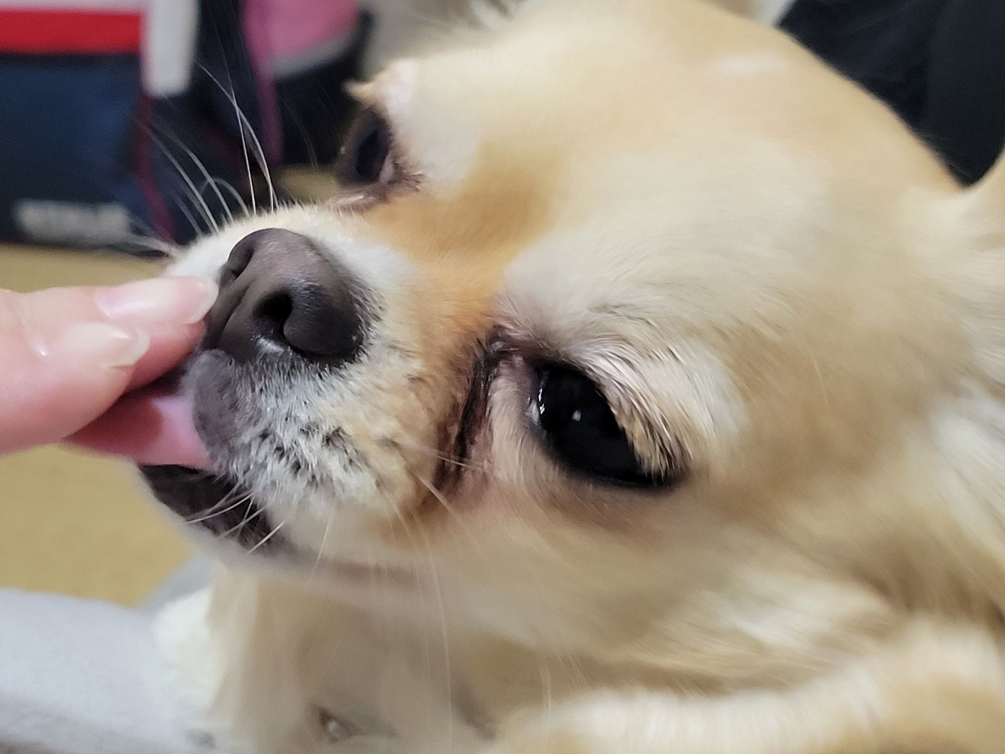 中堀さんが飼っているるな（犬）