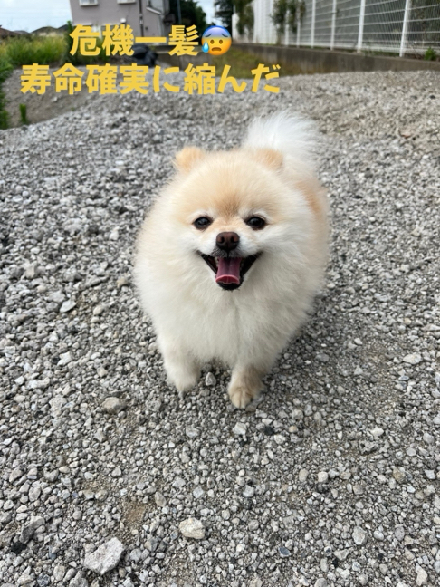 土屋さんが飼っているこてつ（犬）