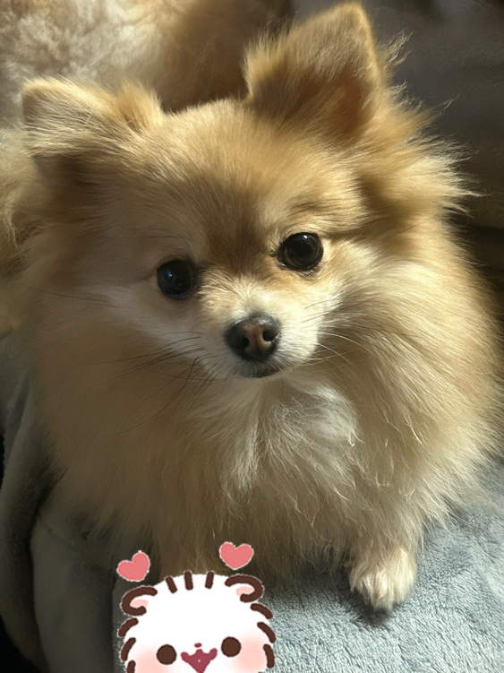 土屋さんが飼っているさくら（犬）