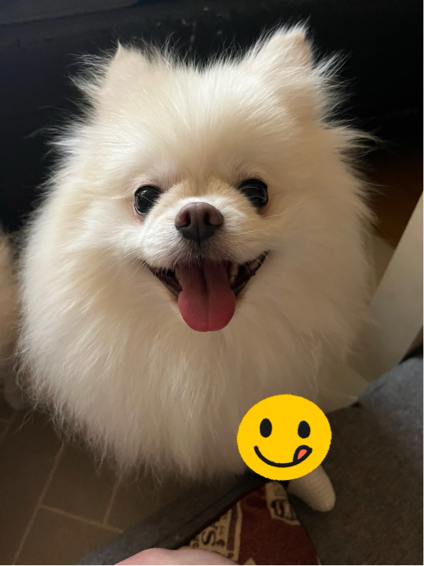 土屋さんが飼っているこころ（犬）