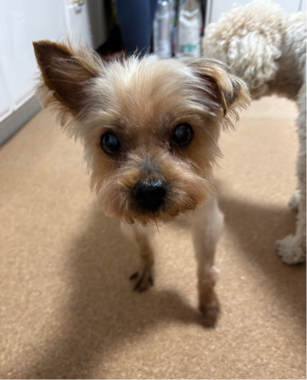 奥村さんが飼っているコハク（犬）