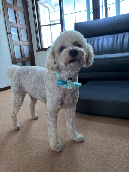 奥村さんが飼っているRON（犬）