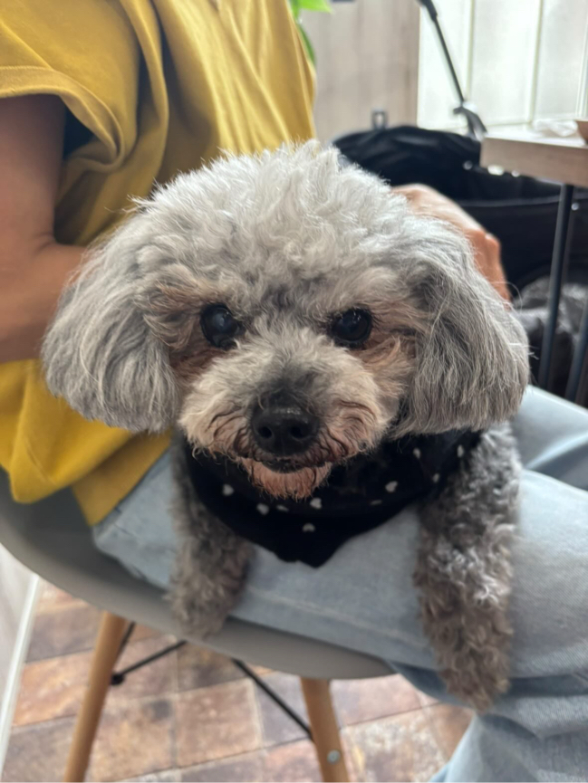 奥村さんが飼っているはなび（犬）