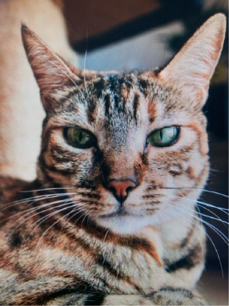 上田さんが飼っているカチ（猫）