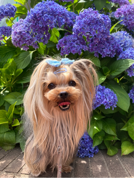 深谷さんが飼っているRum（犬）