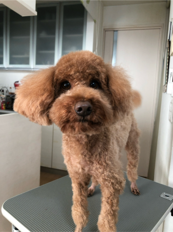 川瀬さんが飼っているポコ太（犬）