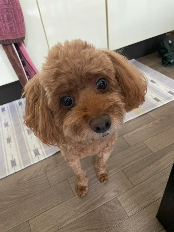 陣内さんが飼っているセナ（犬）