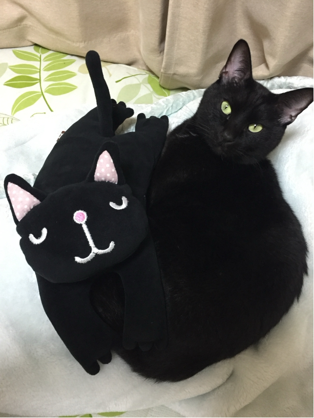 石崎さんが飼っているクロロ（猫）