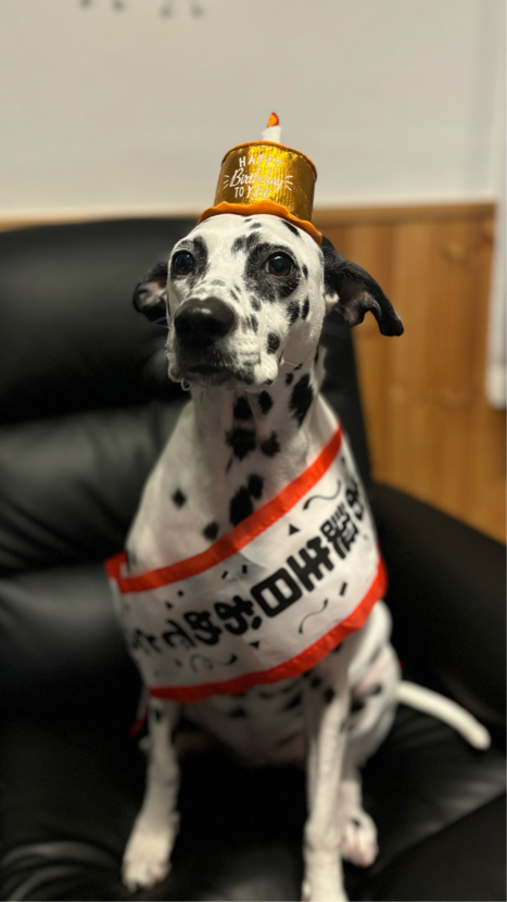石崎さんが飼っているサニー（犬）