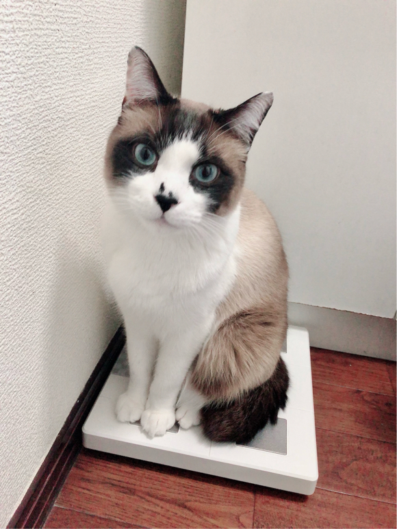 石崎さんが飼っている大福（猫）