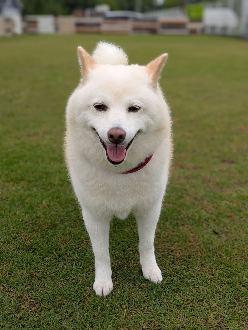 黒川さんが飼っているユリ（犬）