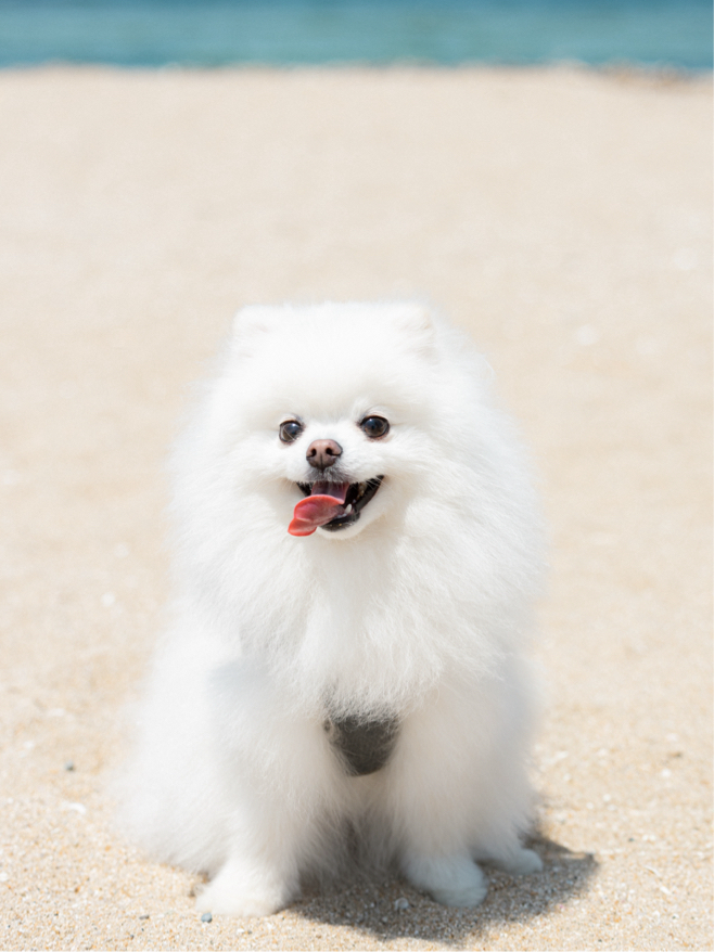 藤原さんが飼っているまる（犬）