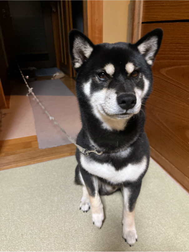 兀塚さんが飼っているくろ（犬）