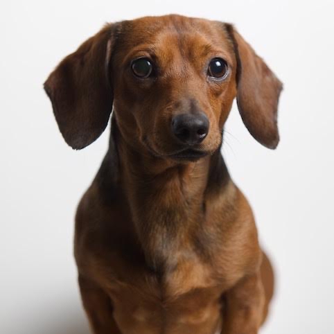 山田さんが飼っている犬（犬）