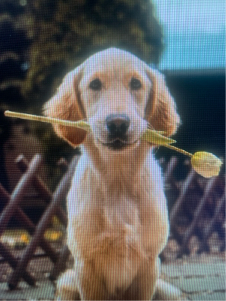 山田さんが飼っているポム（犬）
