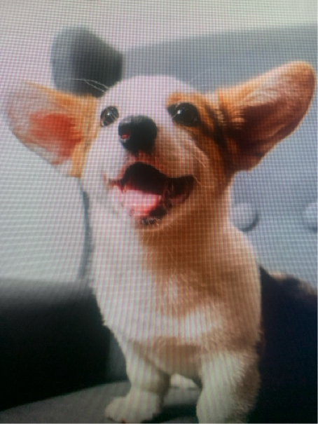 山田さんが飼っているピカ（犬）