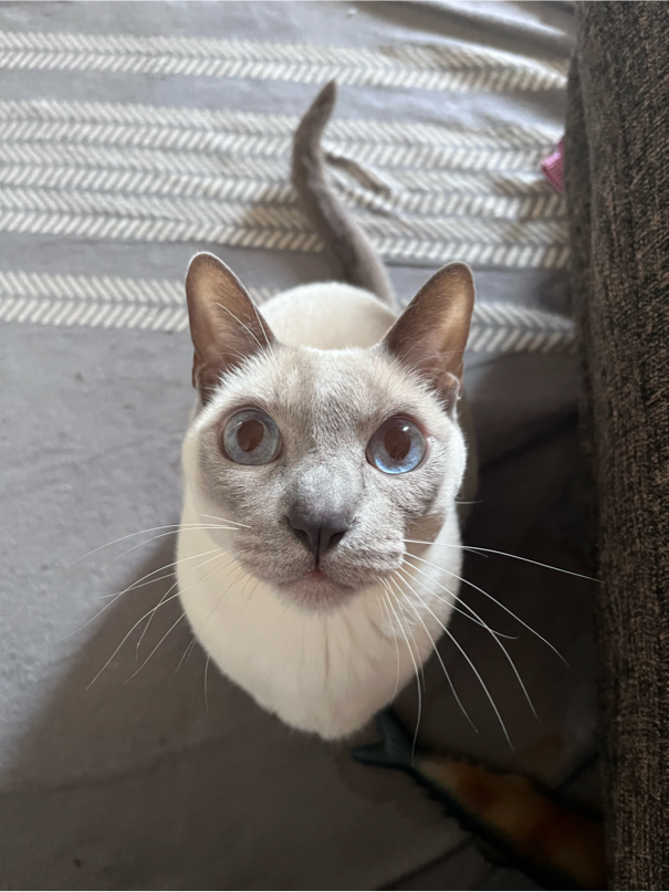 宮城さんが飼っているハウル（猫）