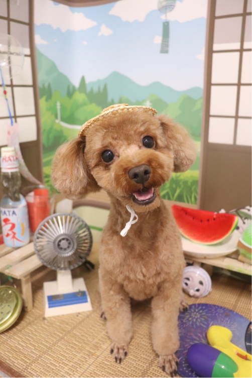 吉田さんが飼っているちゃすけ（犬）