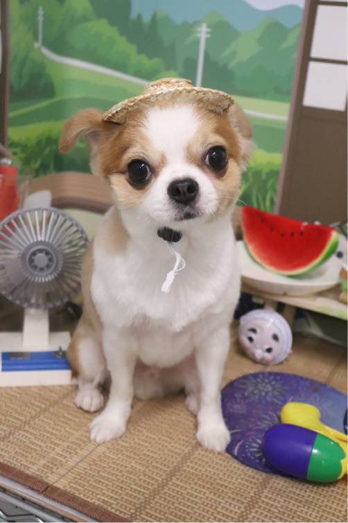 吉田さんが飼っているしんべえ（犬）