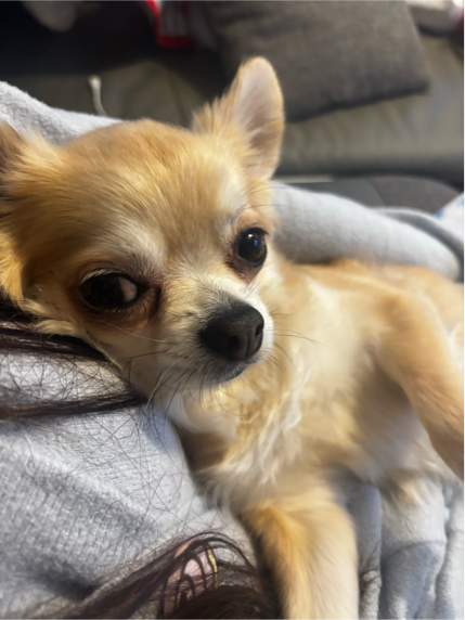 中村さんが飼っているメリ（犬）