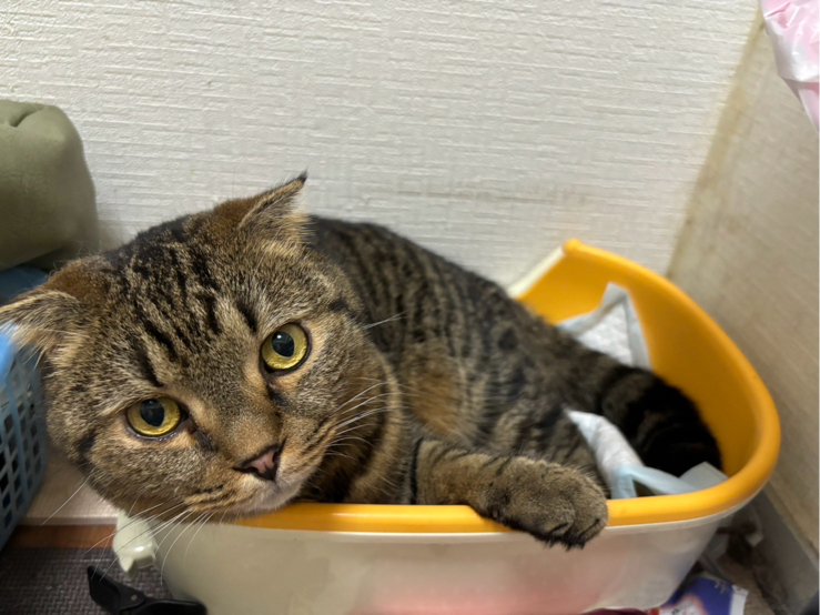 佐川さんが飼っているつくし（猫）