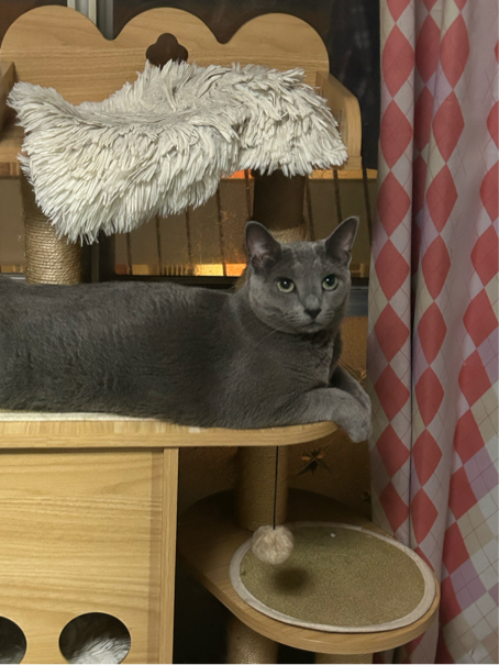 佐川さんが飼っているれん（猫）