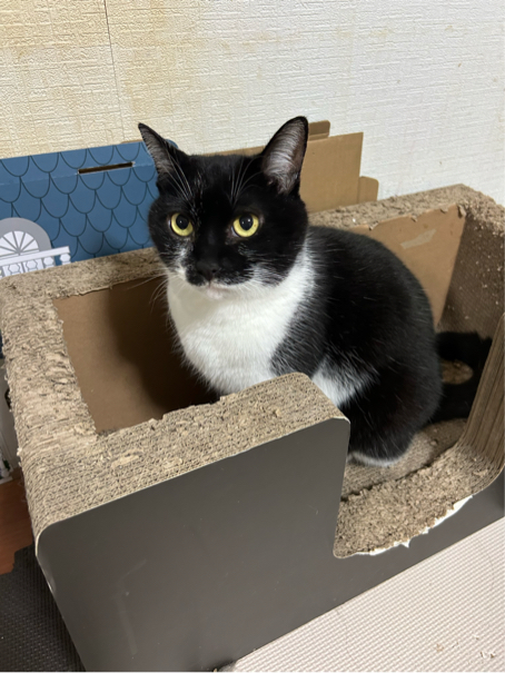 佐川さんが飼っているシオン（猫）