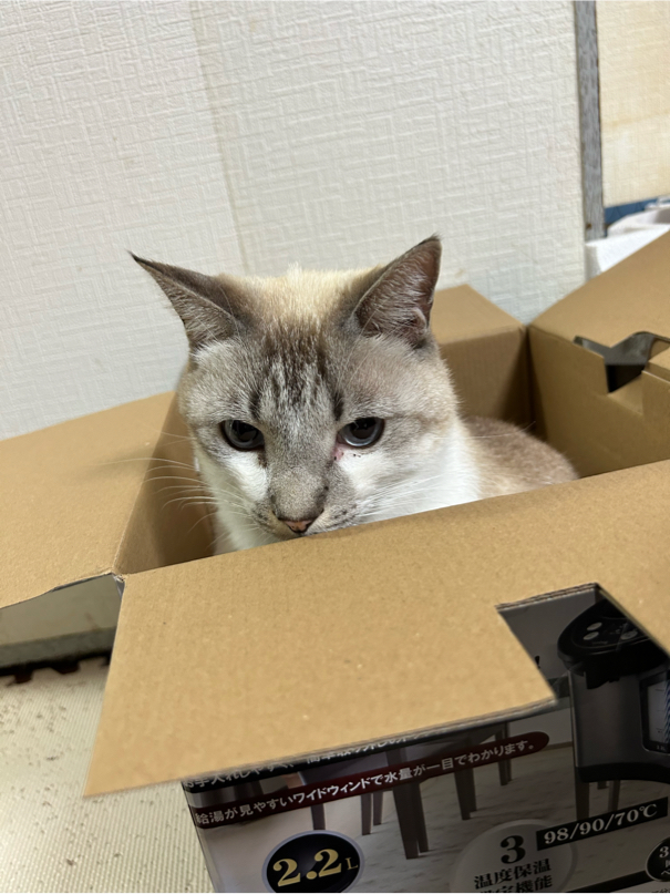 佐川さんが飼っているポピー（猫）
