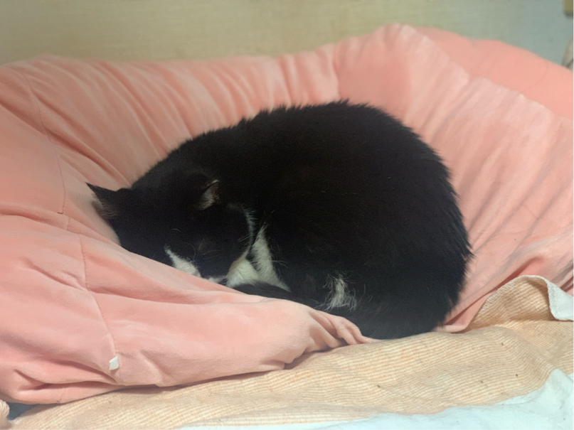 佐川さんが飼っているフラン（猫）