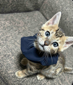 佐川さんが飼っているロイ（猫）