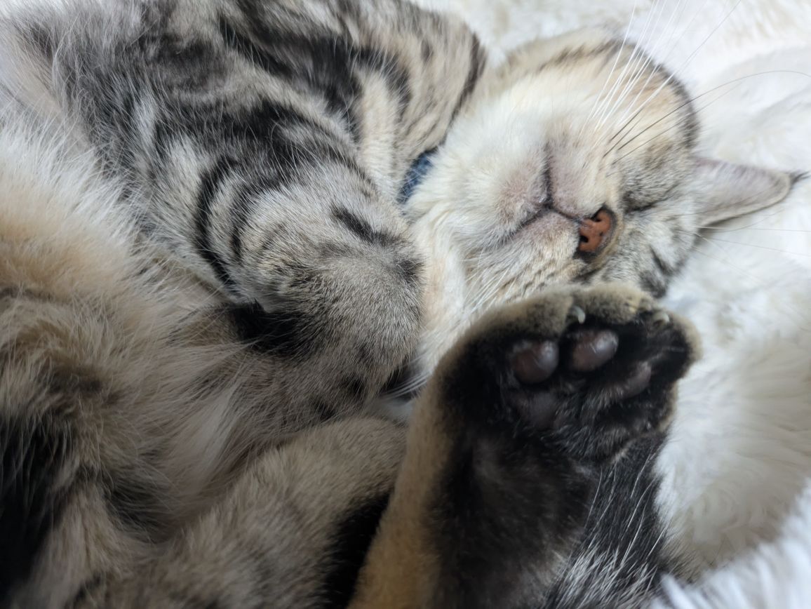 友野さんが飼っているきら（猫）